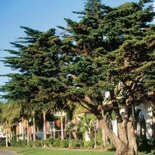thumbnail for publication: Hesperocyparis macrocarpa: Monterey Cypress